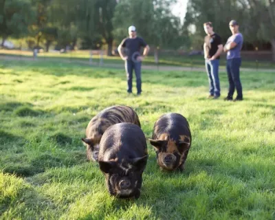 Primal Pastures photo