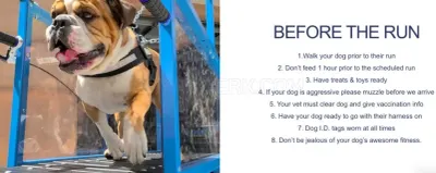 RUN DAWG Mobile Dog Gym photo