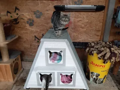 Savas Safe Haven photo