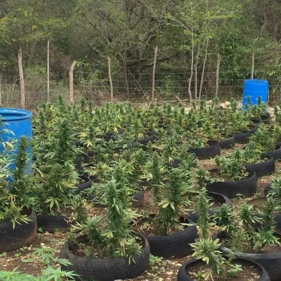 Seedsman photo