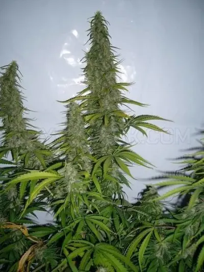 SensibleSeeds photo