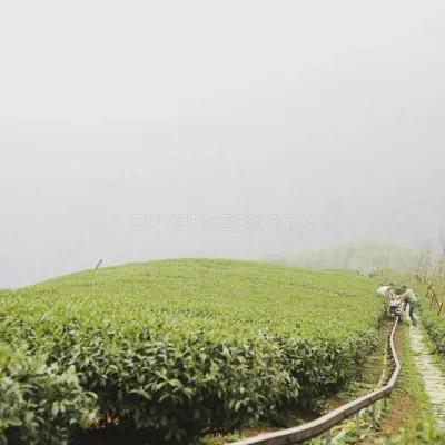 Tealet photo