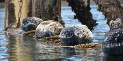 Victoria Kayak Tours & Rentals photo