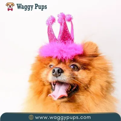 Waggy Pups photo