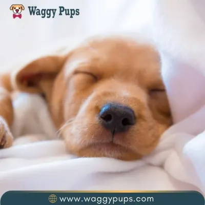 Waggy Pups photo