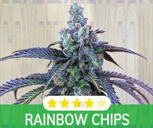 Kind Seed Co photo