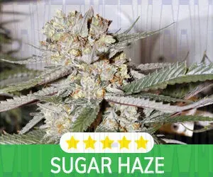 Kind Seed Co photo