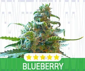Kind Seed Co photo