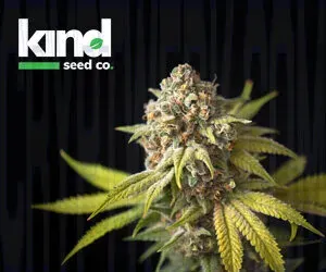 Kind Seed Co photo
