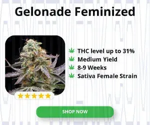 Kind Seed Co photo