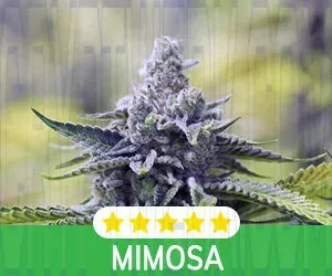 Kind Seed Co photo
