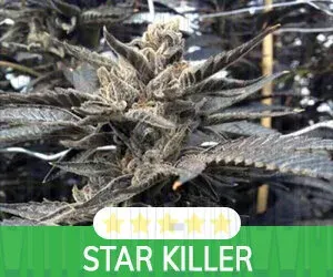 Kind Seed Co photo