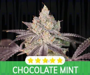 Kind Seed Co photo