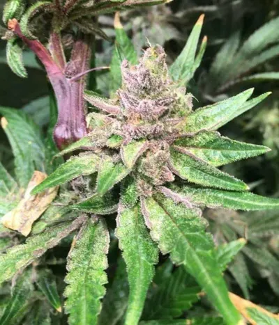 Weedseeds4u.info photo