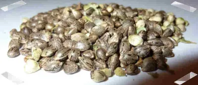 Weedseeds4u.info photo