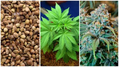 Weedseeds4u.info photo