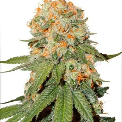 Weedseeds4u.info photo