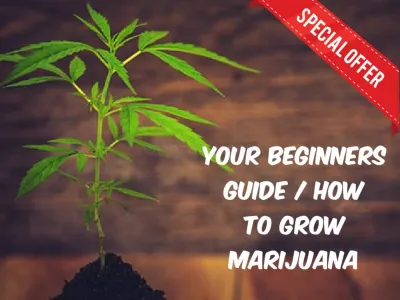 Weedseeds4u.info photo
