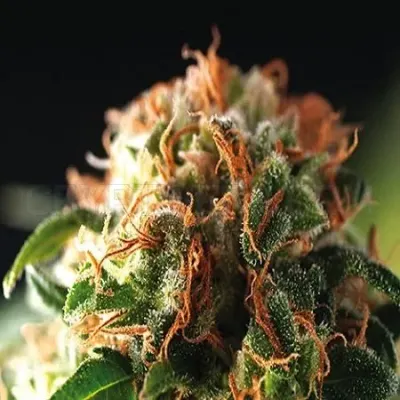 Weedseeds4u.info photo