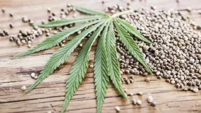 Weedseeds4u.info photo
