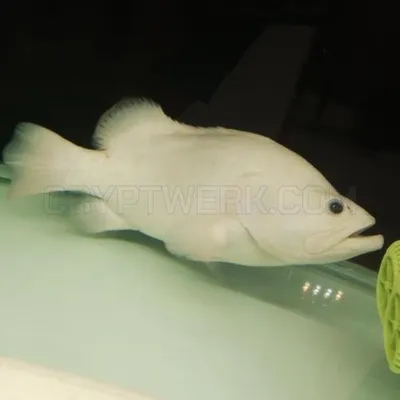 15" Platinum Grouper
