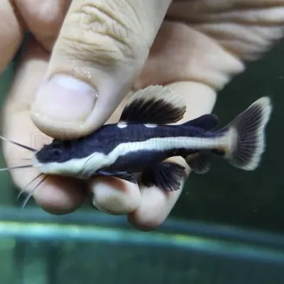 3.5" Short Body Red Tailed Catfish