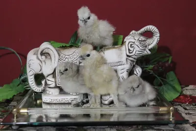 Hatching eggs