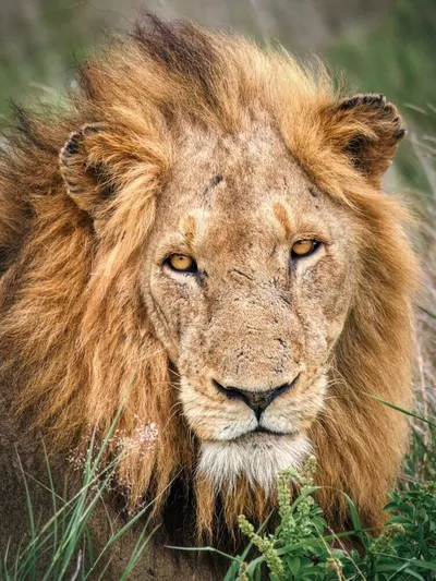 Kruger safaris from Johannesburg