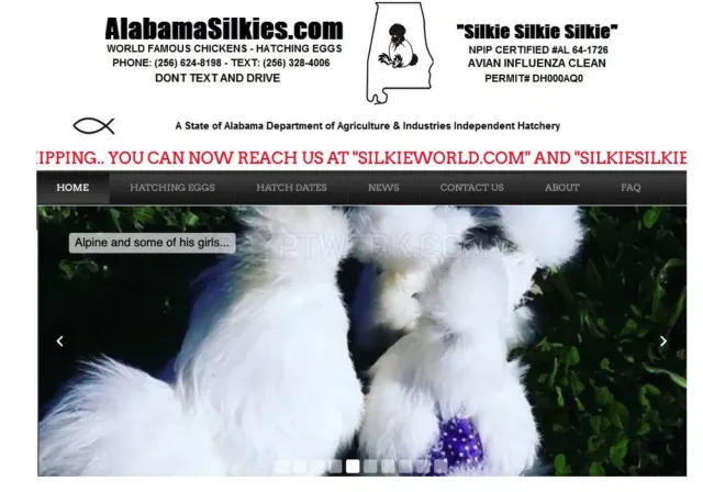 Alabama Silkies website