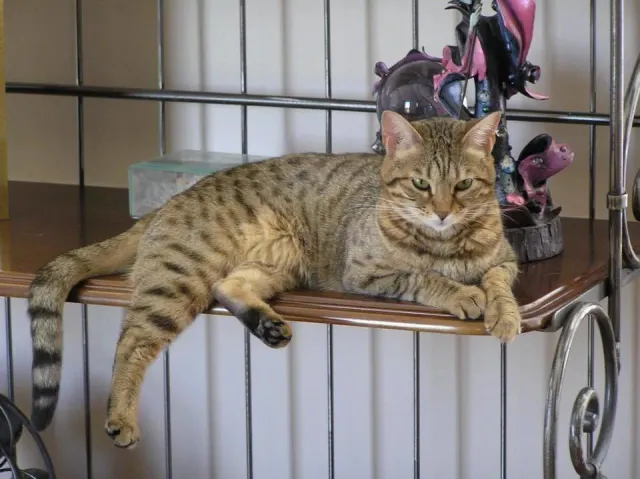 Great Lakes Bengal Rescue website