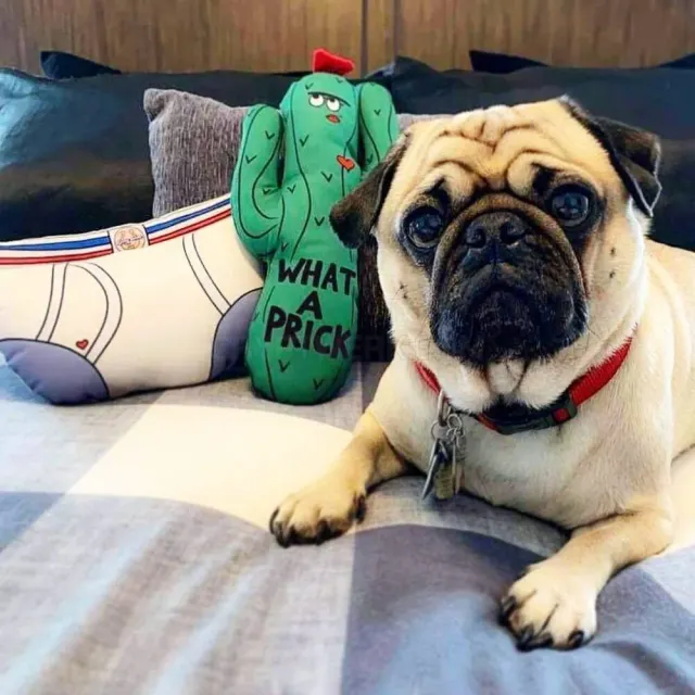 Lucky Bubs Pets website