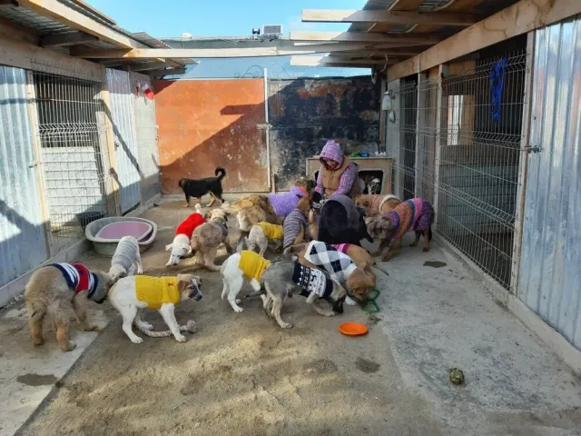Savas Safe Haven website