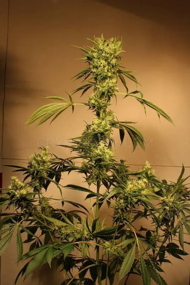 SensibleSeeds website