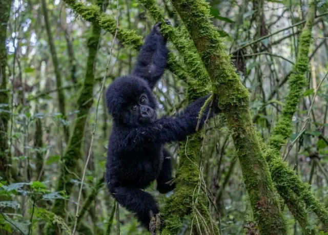 Virunga National Park website