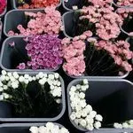 Flower Delivery Hong Kong logo