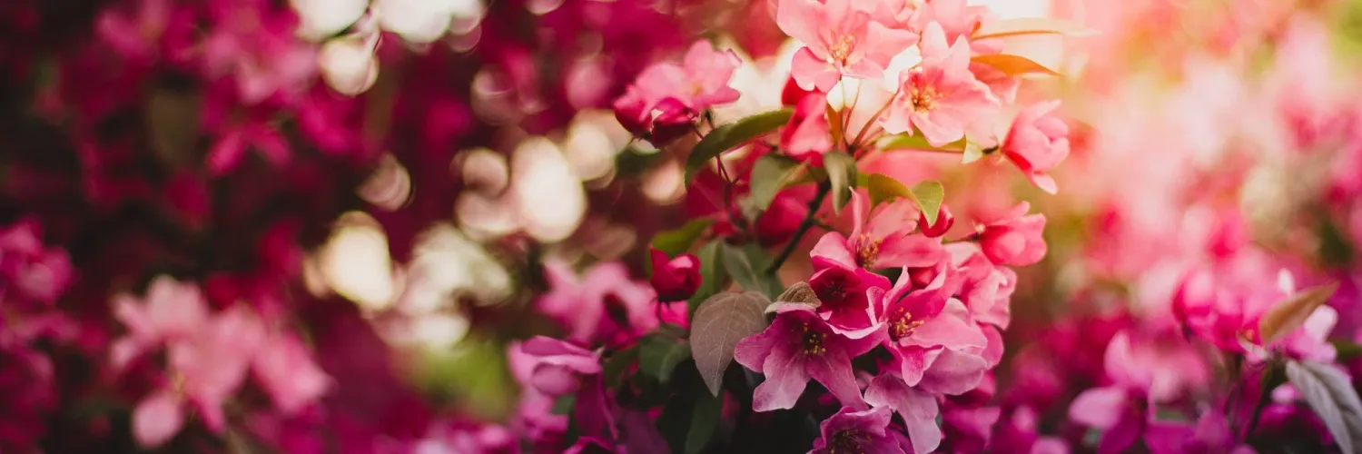 abcflora.com