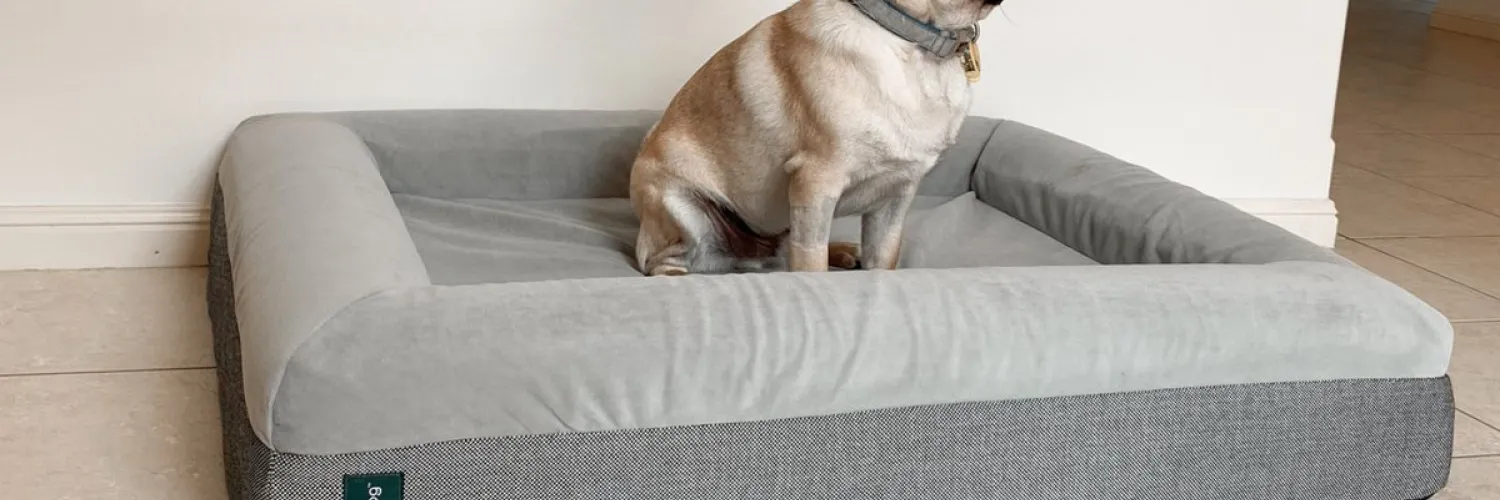 Dazy Dog