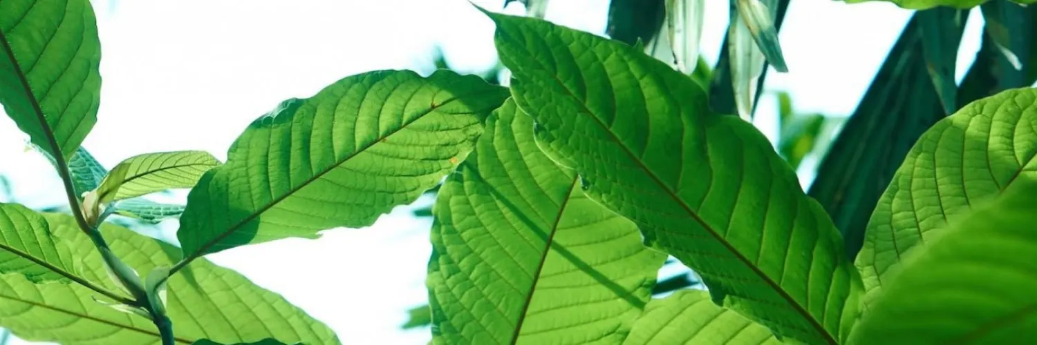 GoPure Botanicals