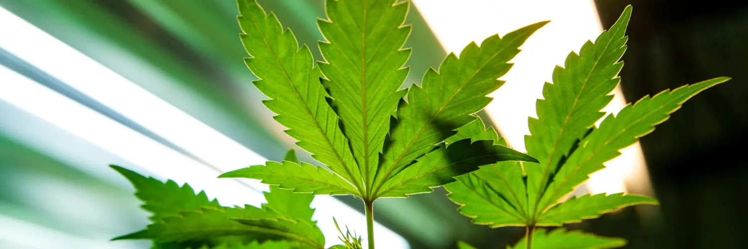 Weedseeds4u.info