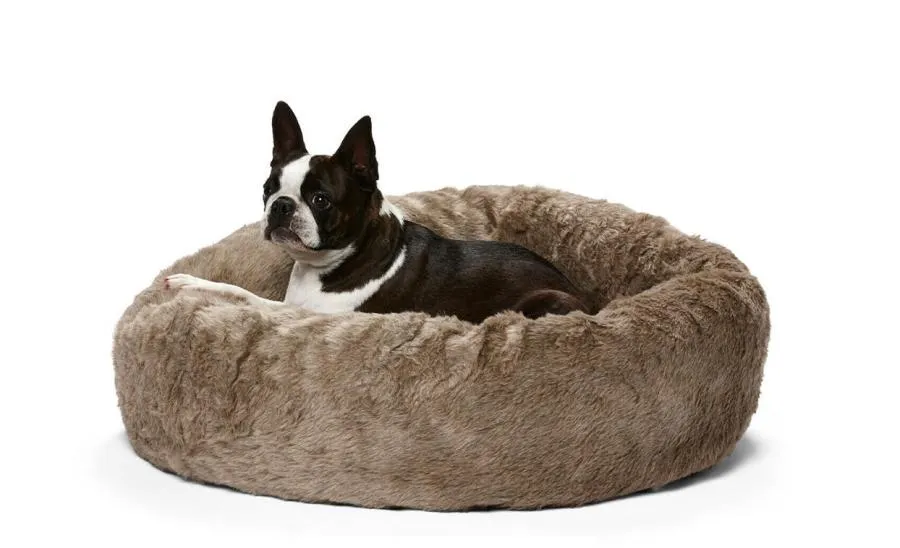 Dog Owners also focusing on their pet health and welfare