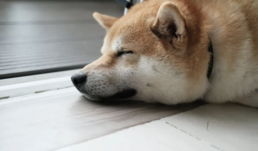 Price of Shiba Inu in 2030