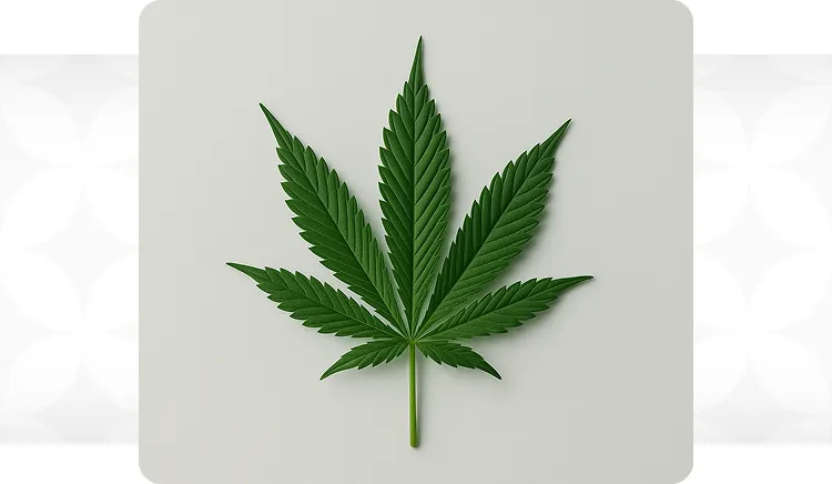 Exploring the Unique Characteristics of Strains Kush Mints