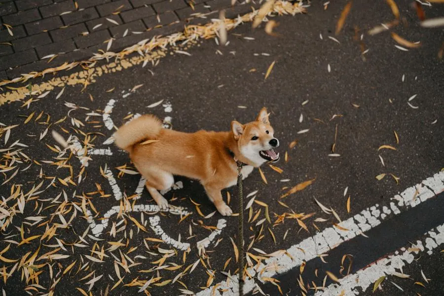 Where Can You Spend Dogecoin in the US?