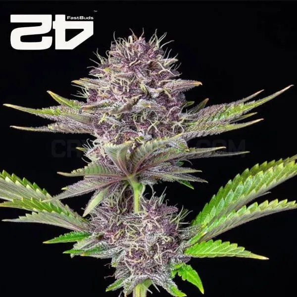 Auto Purple Punch by 42 Fast Buds