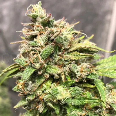 Candy Punch Regular Seeds